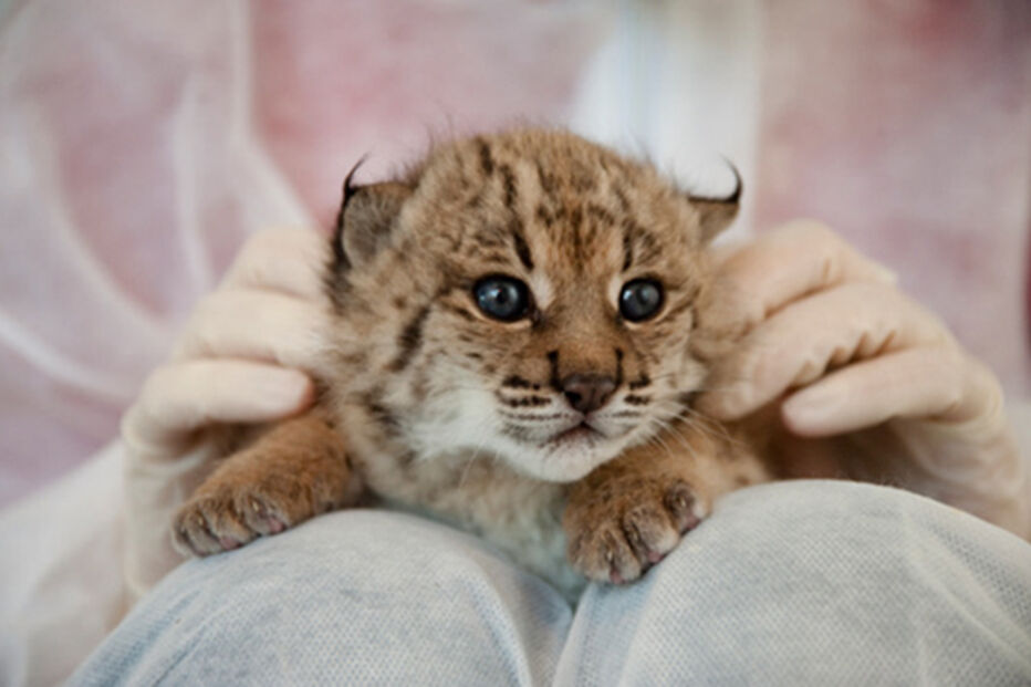 lince ibérico, extinção, clima