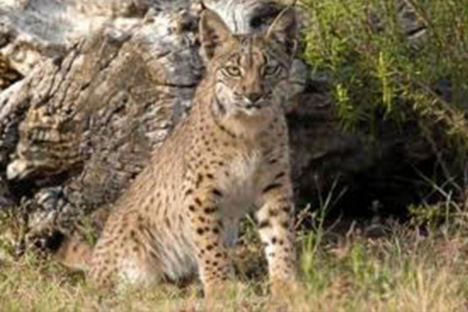 lince ibérico, extinção, clima