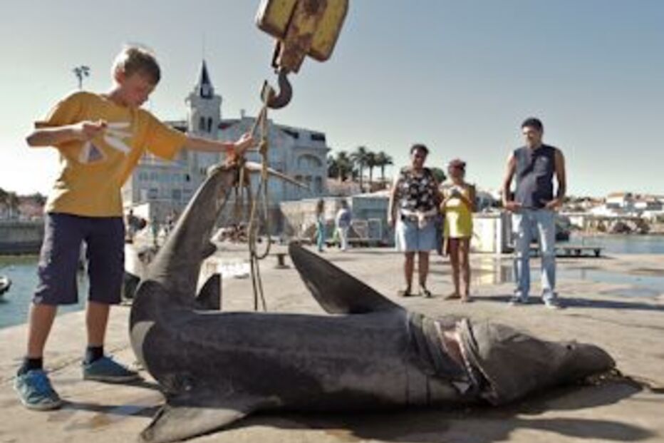 tubarão, cascais, farol, barco, pescadores