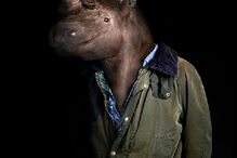 animais, roupa, moda, visual, fotografia, espanhol