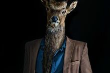 animais, roupa, moda, visual, fotografia, espanhol