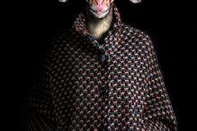 animais, roupa, moda, visual, fotografia, espanhol