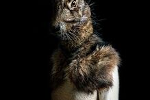 animais, roupa, moda, visual, fotografia, espanhol