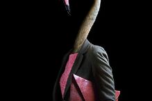 animais, roupa, moda, visual, fotografia, espanhol