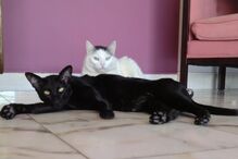 fotos, animais, estimação, hora de estimação, cães, gatos, coelhos, cobra, cão, gato, amigos