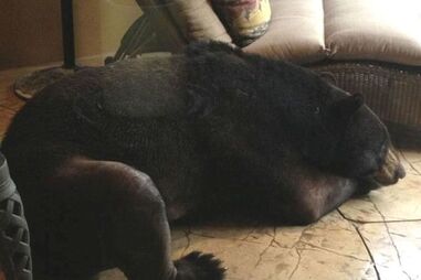 urso, eua, casa, invasão, dormir