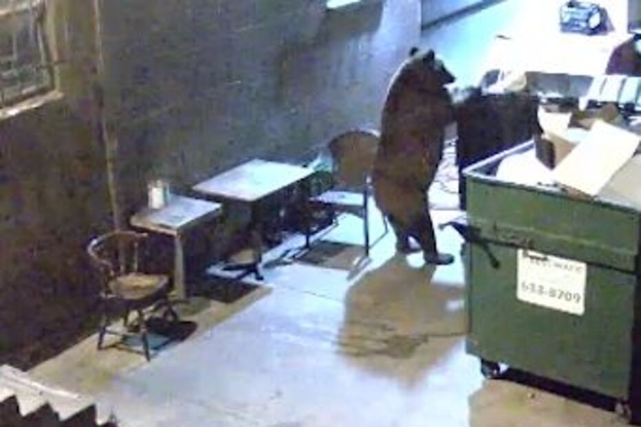 urso, restaurante, Edelweiss, EUA, Colorado Springs