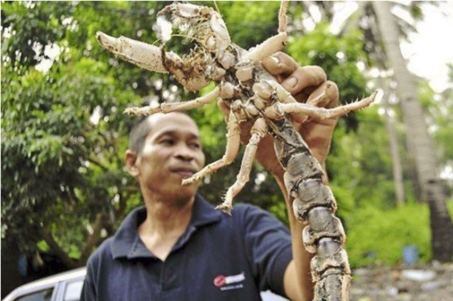 animal, bicho, tailândia, caranguejo, escorpião, criatura, camarão