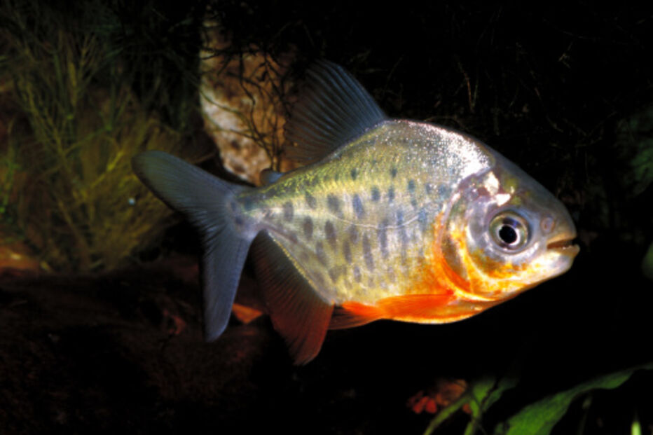 Suécia, Papua-Nova Guiné, Amazónia, peixe, Pacu, Piranha