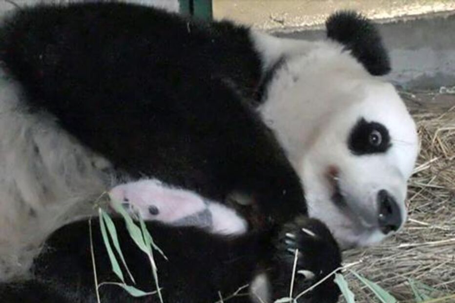 panda, jardim zoológico, viena, áustria