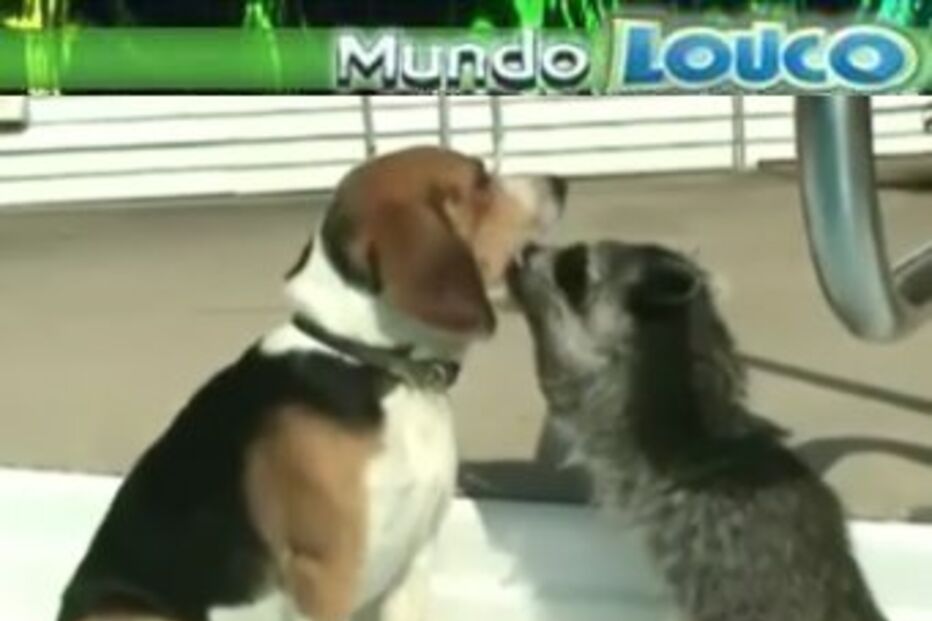 Mundo Louco, humor, programa 