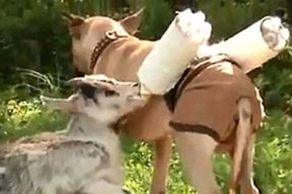 cabras, cadela, EUA, amamenta, garrafas,