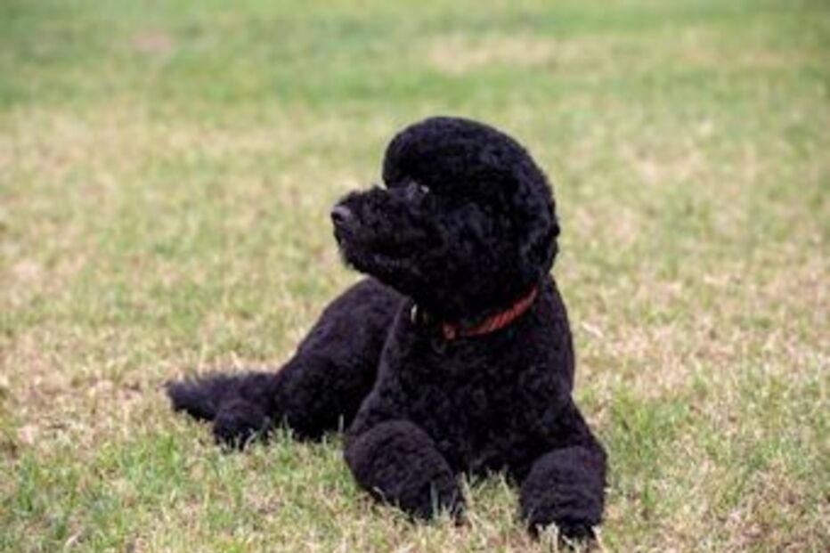 obama, eua, cão de água português, cadela, sunny, casa branca, bo