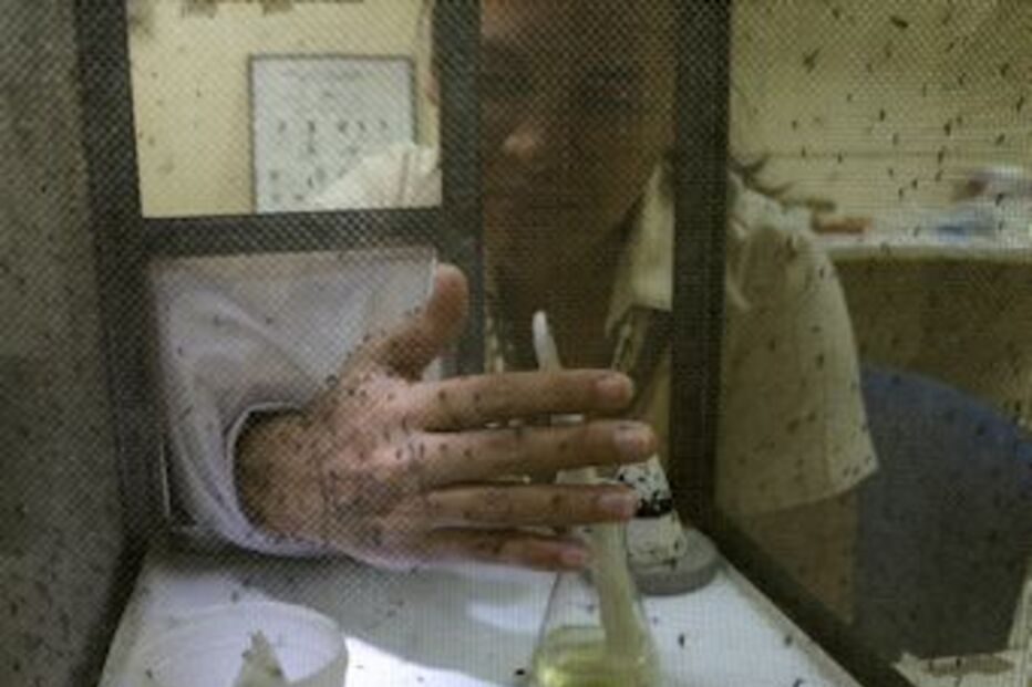 mosquitos, cerveja, sangue, mosquitos