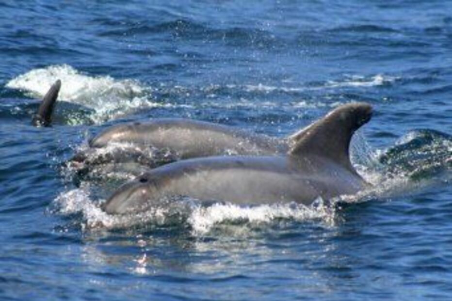 Roaz, Sapal, Sado, ICNF