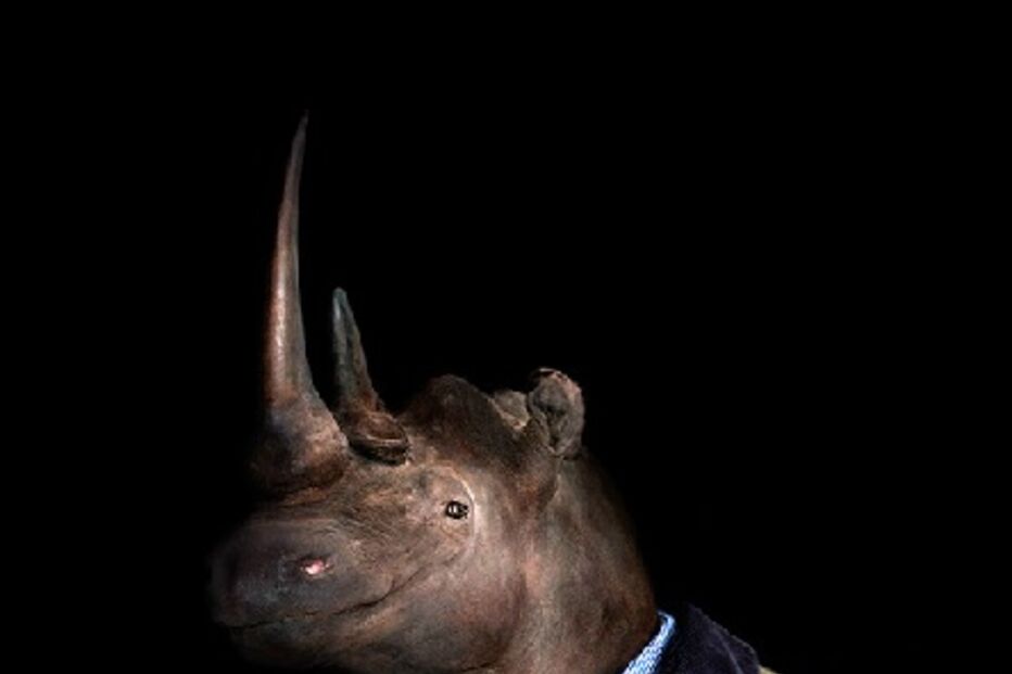 animais, roupa, moda, visual, fotografia, espanhol