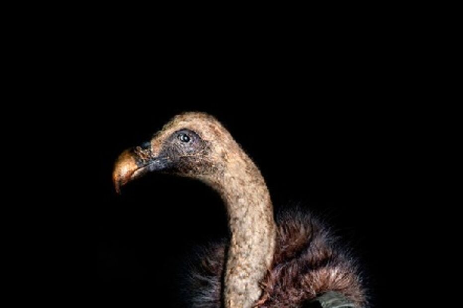 animais, roupa, moda, visual, fotografia, espanhol