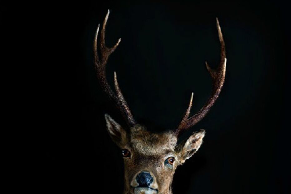 animais, roupa, moda, visual, fotografia, espanhol