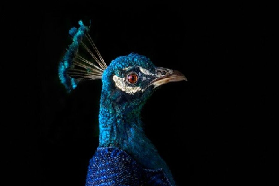 animais, roupa, moda, visual, fotografia, espanhol