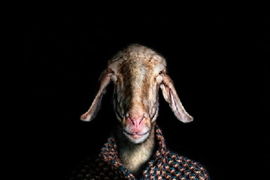 animais, roupa, moda, visual, fotografia, espanhol