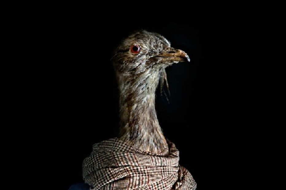 animais, roupa, moda, visual, fotografia, espanhol