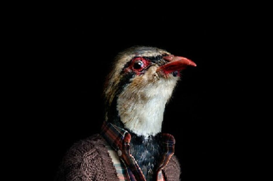 animais, roupa, moda, visual, fotografia, espanhol