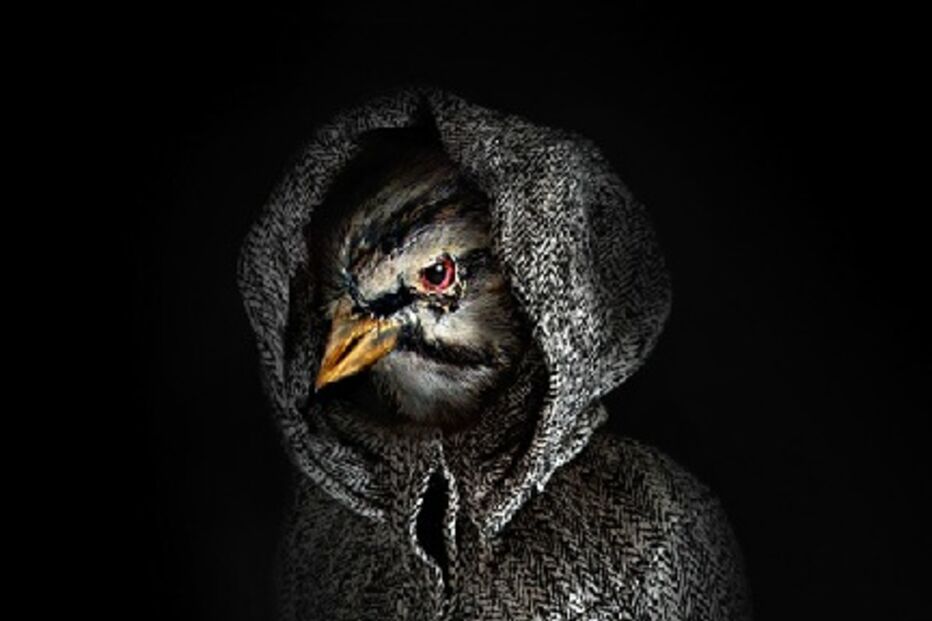 animais, roupa, moda, visual, fotografia, espanhol