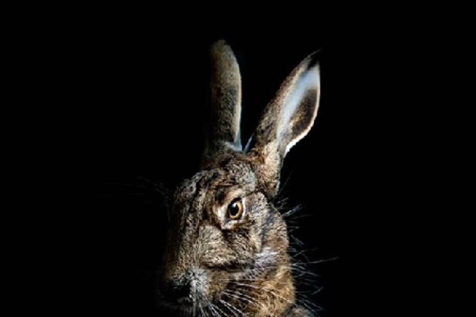 animais, roupa, moda, visual, fotografia, espanhol