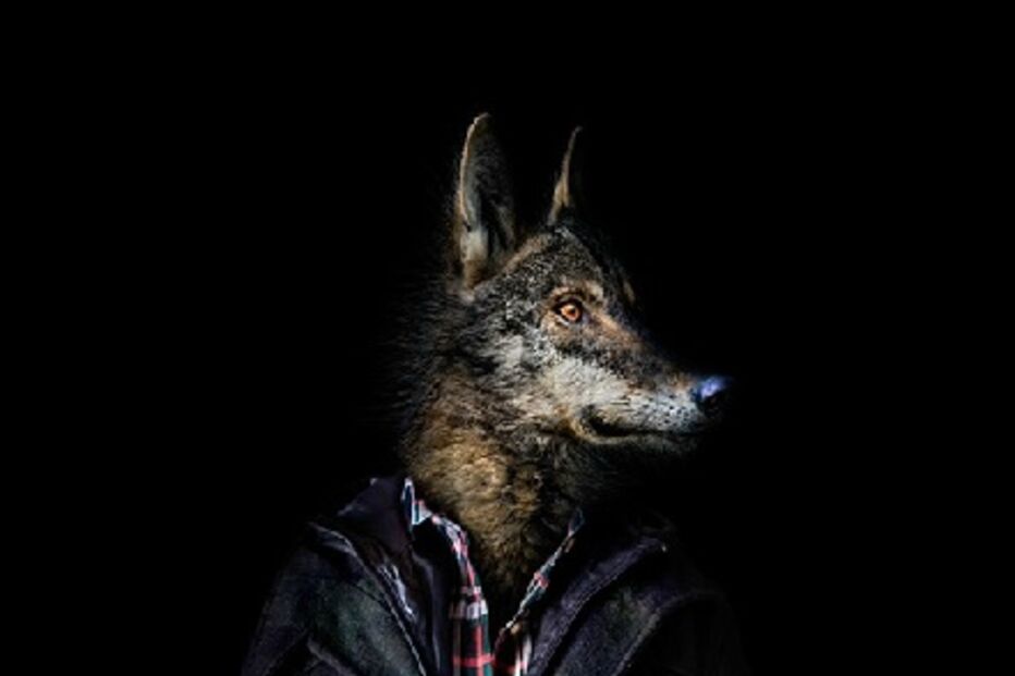 animais, roupa, moda, visual, fotografia, espanhol