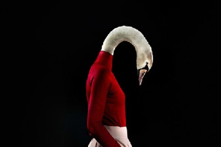 animais, roupa, moda, visual, fotografia, espanhol