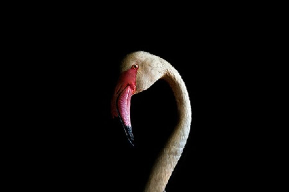 animais, roupa, moda, visual, fotografia, espanhol