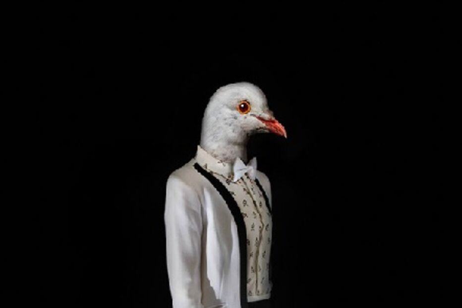 animais, roupa, moda, visual, fotografia, espanhol