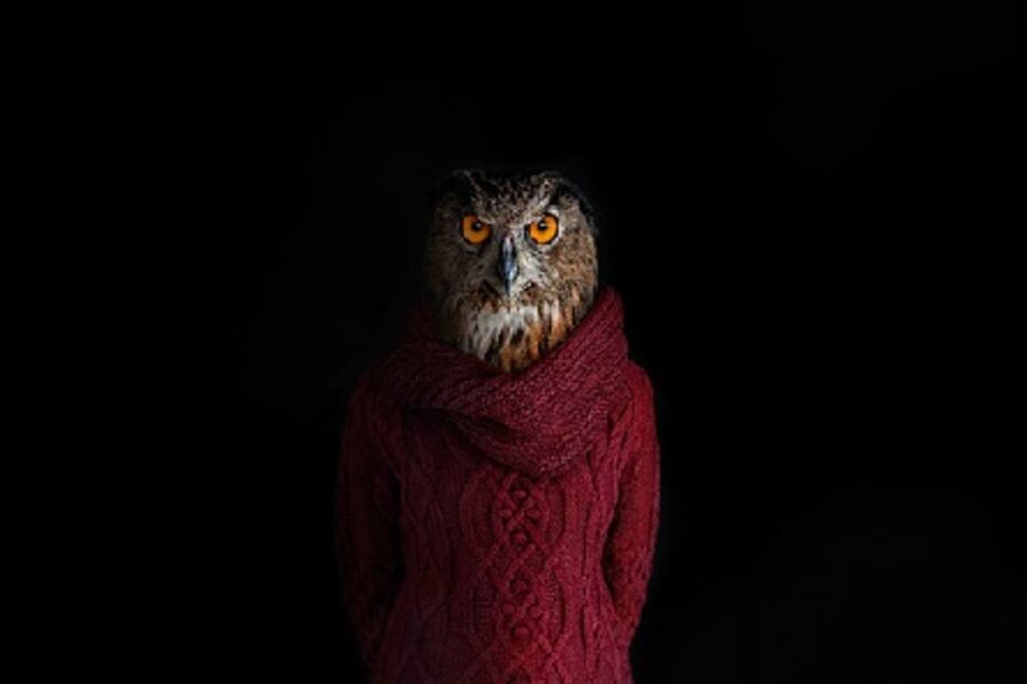 animais, roupa, moda, visual, fotografia, espanhol