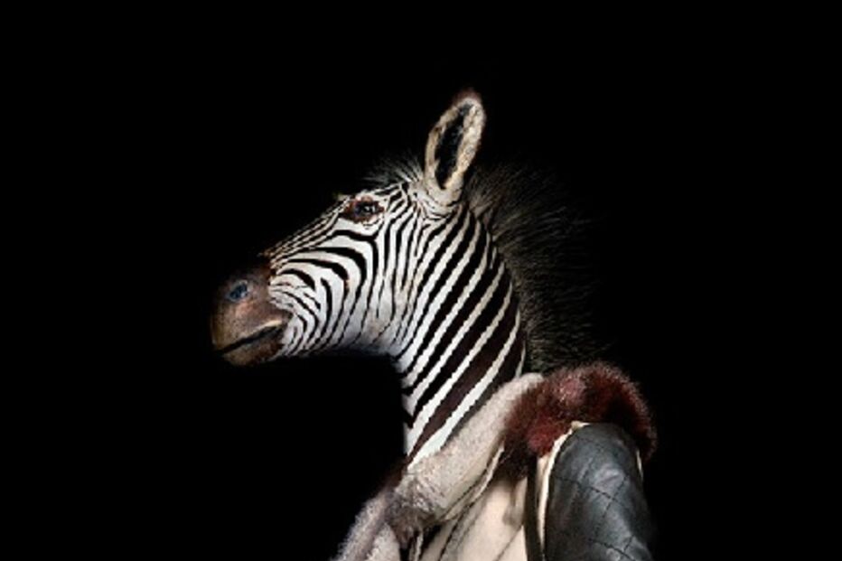 animais, roupa, moda, visual, fotografia, espanhol