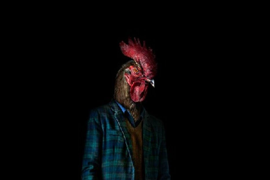 animais, roupa, moda, visual, fotografia, espanhol