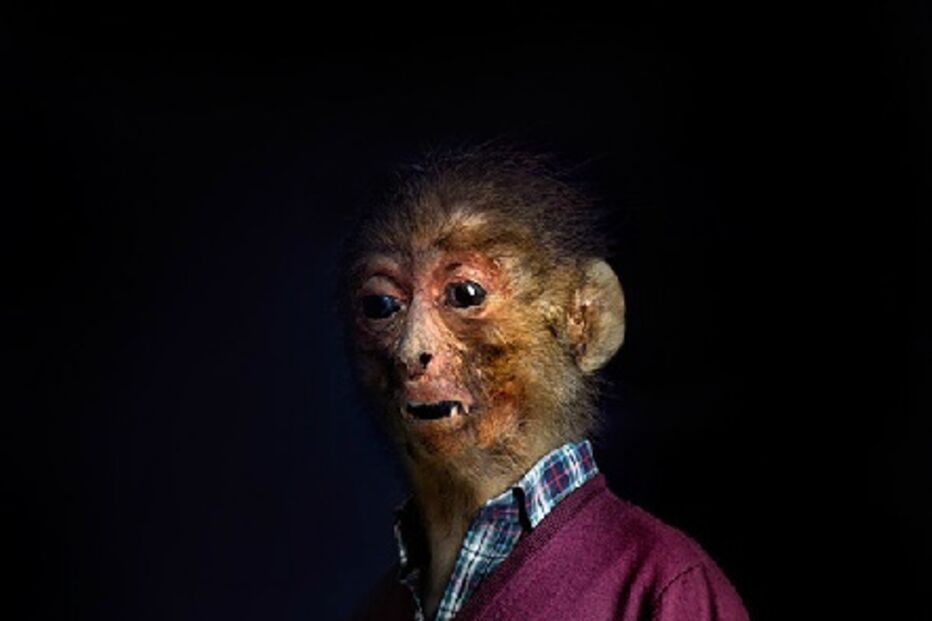 animais, roupa, moda, visual, fotografia, espanhol