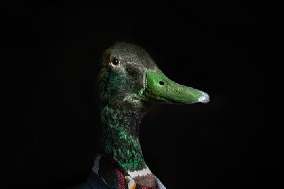 animais, roupa, moda, visual, fotografia, espanhol