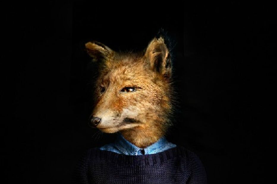 animais, roupa, moda, visual, fotografia, espanhol