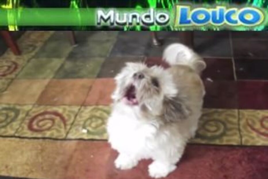 Mundo Louco, humor, cão, triste