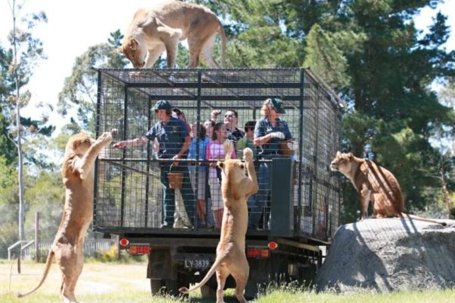 zoológico, jardim, parque selvagem, animais, jaula, nova zelândia