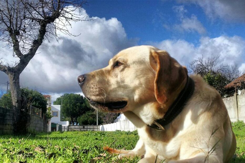 fotos, animais, estimação, hora de estimação, cães, gatos, coelhos, cobra, cão, gato, amigos