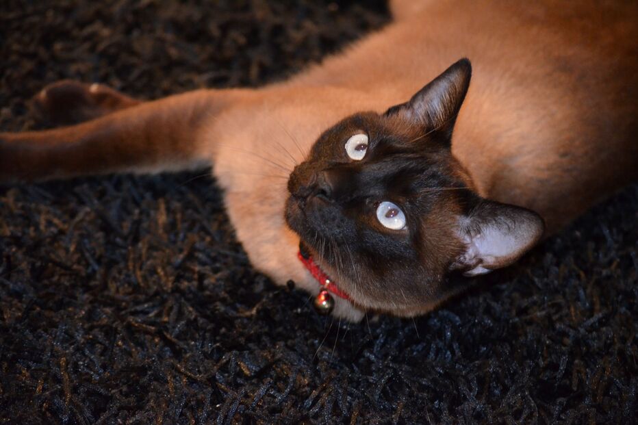 fotos, animais, estimação, hora de estimação, cães, gatos, coelhos, cobra, cão, gato, amigos