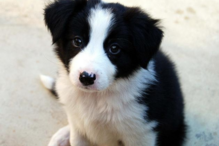 cães, raças, inteligência, animais