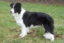 cães, raças, inteligência, animais