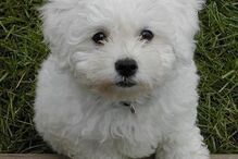 cães, raças, inteligência, animais