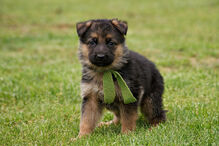 cães, raças, inteligência, animais