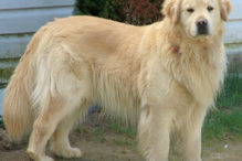 cães, raças, inteligência, animais