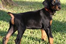 cães, raças, inteligência, animais