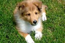 cães, raças, inteligência, animais