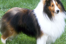 cães, raças, inteligência, animais